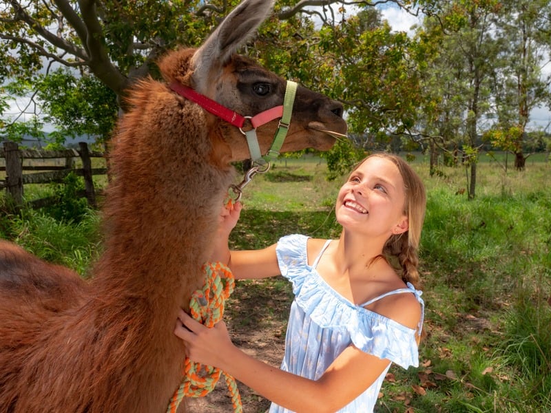 A young girl walking a llama in a grassy field