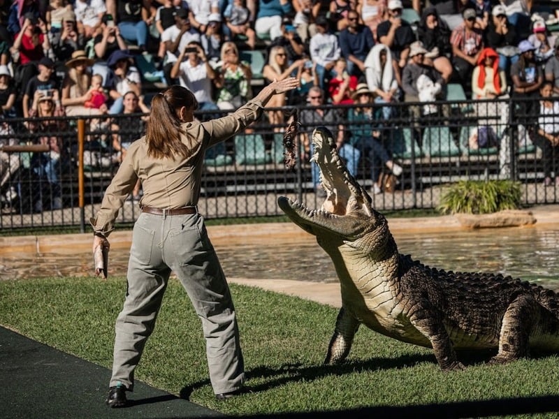 Zookeeper with a crocodile at Australia Zoo